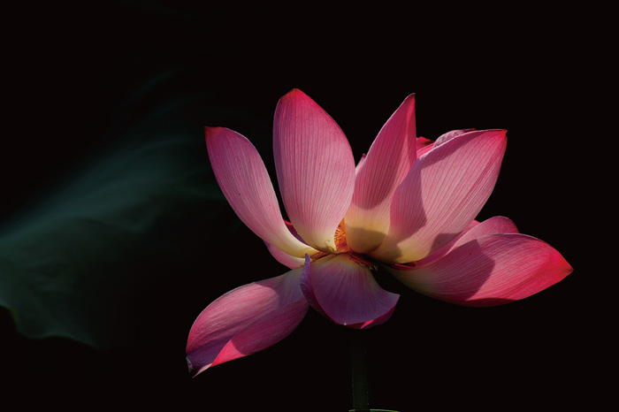 不同光線(xiàn)在攝影中(zhōng)的表現 不同光線(xiàn)在攝影中(zhōng)的表現