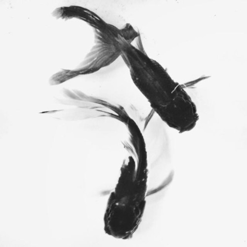 教你給照片起個好标題 讓它更吸引人